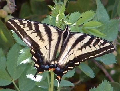 Pale swallowtail, Papilio eurymedon on rose leaf - grid24_12
