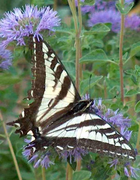 Pale swallowtail, Papilio eurymedon on Monardella - grid24_12