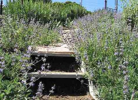 Salvia Bee's Bliss covering the ground  with wild  flowers in San Luis Obispo. You can be pretty rustic in a native garden and still impress folks. Bee's Bliss will do this in Los Angeles and San Diego. - grid24_12