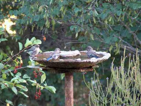Western Blue birds at a birdbath. This bird bath is made out of cement and some chicken wire.  - grid24_12