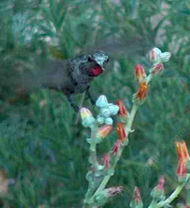 Dudleya pulverulenta, Chalk Liveforever  with an Anna Hummingbird - grid24_12