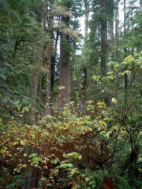 coastal redwood forest inderstory - grid24_12