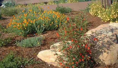 In this native garden in coastal sand, the Diplacus (Mimulus) puniceus,  Red Monkey Flower. - grid24_12