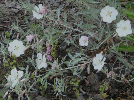 Oenothera californica, California  Evening primrose with the petty spurge. Flat native perennials can't suppress weeds - grid24_12