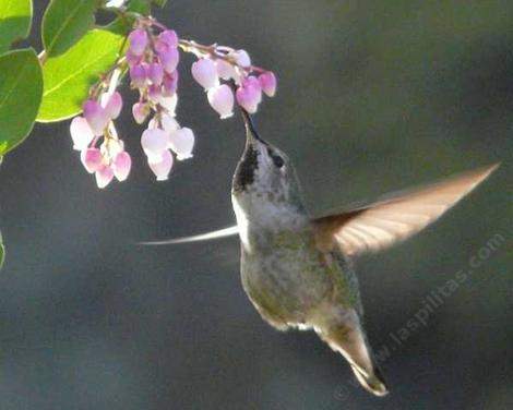 An Anna's Hummingbird working the flowers of Mama Bear Manzanita - grid24_12
