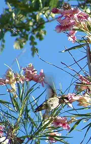 Anna's Hummingbirds commonly fight all day long over the Desert Willso, Chilopsis linearis - grid24_12