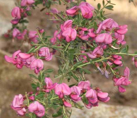 Pickeringia montana, Chaparral Pea, is not very common, but so colorful in a  California garden.  - grid24_12