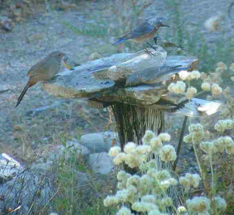 A Western bluebird, Lesser goldfinches and Towhee at the birdbath. You can tell a lot about a bird by watching their behavior at the bath. This bird bath is a rock on a post. - grid24_12