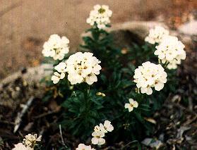 Erysimum concinnum, Point Reyes Wallflower, has pretty white, fragrant flowers.  - grid24_12