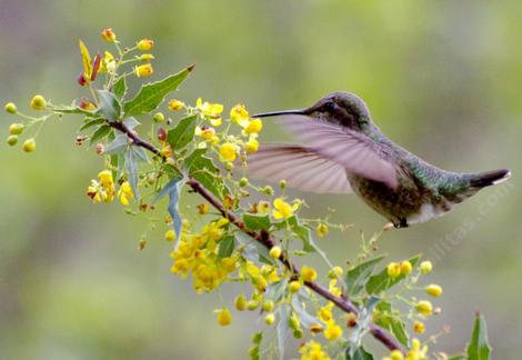 Anna Hummingbird on a Mahonia nevinii - grid24_12