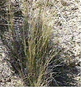 Stipa cernua, Nodding needlegrass is commonly brown - grid24_12