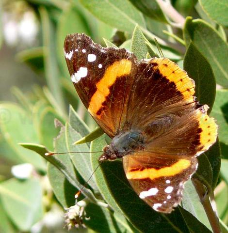 Red Admiral Butterfly sunning  on Arctostaphylos pungens. - grid24_12