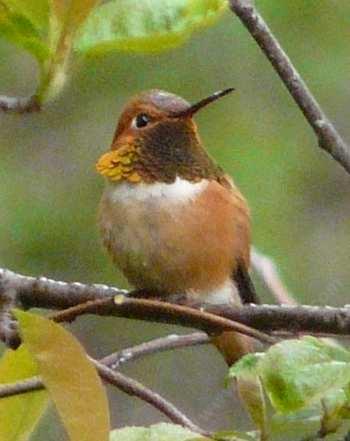 Rufous Hummingbird, 
Selasphorus rufus posing for the camera - grid24_12