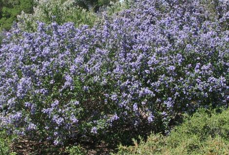 Ceanothus Frosty Blue can be a very showy mountain lilac. - grid24_12