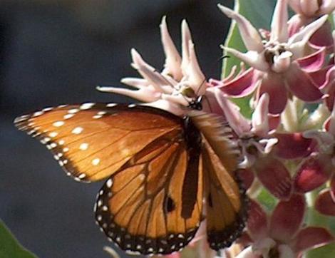 Striated queen butterfly on a Showy milkweed - grid24_12