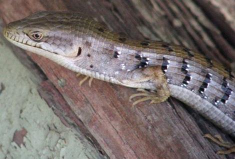 Alligator Lizard watching camera - grid24_12