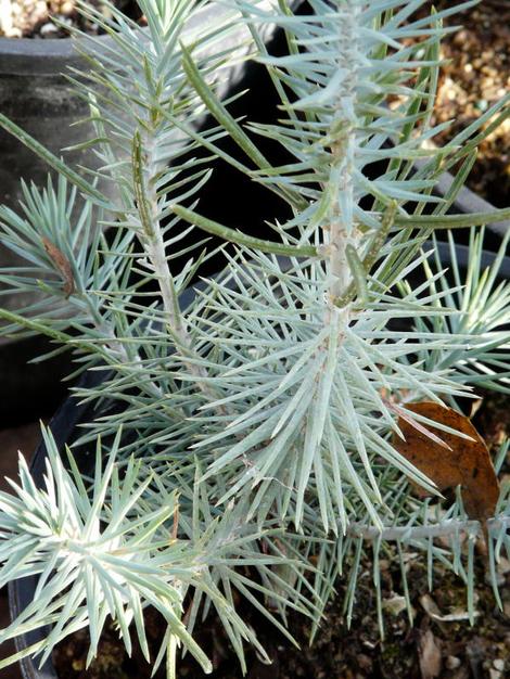 Pinus edulis, Pinyon Pine, a slow-growing pine, but worth waiting for, is pictured here in the Santa Margarita nursery. - grid24_12