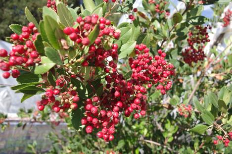 Heteromeles arbutifolia, Toyon berries are loved by native birds. The berries start getting ripe in November and are heavily eaten in December and January. - grid24_12