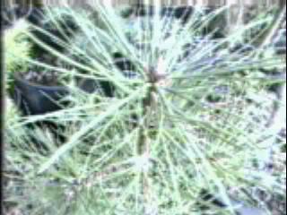 Pinus washoensis,  Washoe Pine, is shown here in an old photo, at the nursery in Santa Margarita, California. - grid24_12