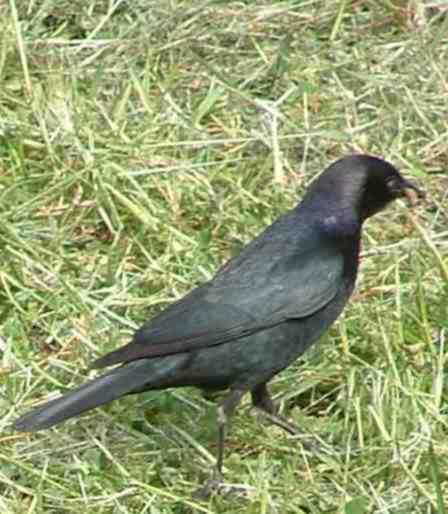 A Brewer's Black Bird looking for bugs and worms in a lawn. Folks water the lawns so much the birds see them as marshes. - grid24_12