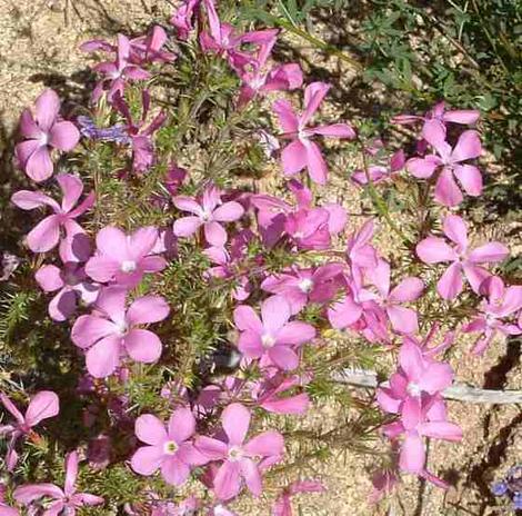 Aaahhh! Here is the very lovely Leptodactylon californicum, Prickly Phlox, which emerges and delights us for such a short time in the spring! - grid24_12
