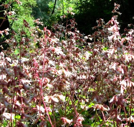 Heuchera hirsutissima, Idyllwild Rock Flower, is here shown massed together, in its natural mountain habitat.  - grid24_12