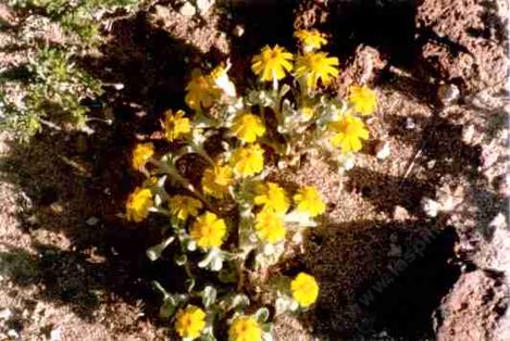 A Eriophyllum wallacei in the openings of Creosote desert scrub - grid24_12