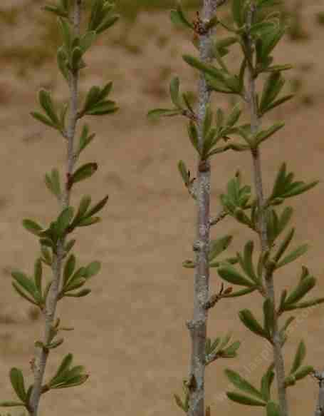 Desert almond, Prunus fasciculata - grid24_12