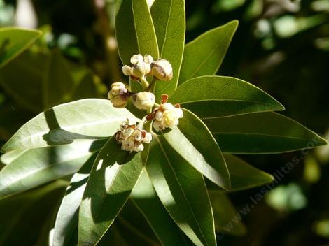 Umbellularia californica, Bay Laurel flowers are pollinated by flies and gnats. - grid24_12