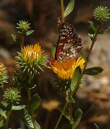 Grindelia camporum, Giant Gum Plant, with its resinous personality, is still loved by butterflies.  - grid24_12