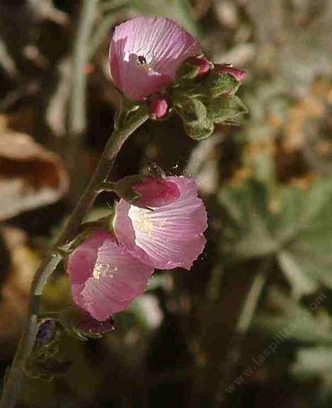 Sidalcea malvaeflora sparsiflora has been degraded to Sidalcea malvaeflora - grid24_12