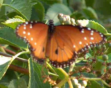 A striated queen butterfly on an elderberry - grid24_12