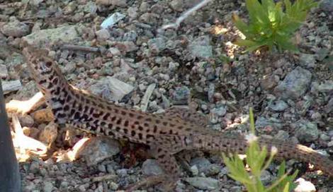 Things are not looking up for the Western Whipatil lizard. They really do not survive in weeds. - grid24_12