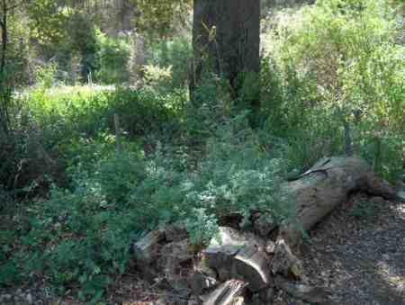 A log in a shady area makes a great bench. BUT, put it on a couple of rocks or it will rot off. An example of a natural garden. - grid24_12