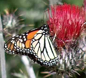 Monarch Butterfly, Danaus plexippus on a native red thistle - grid24_12