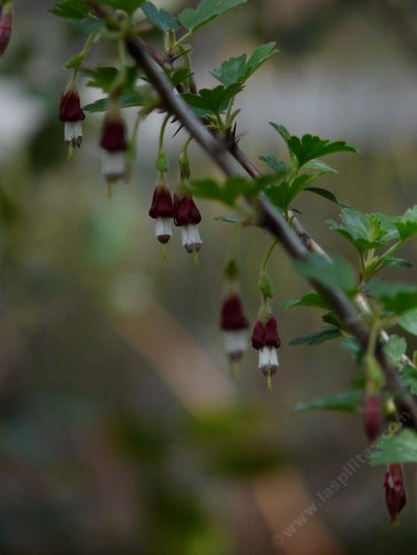 Ribes amarum, Bitter Gooseberry, with purple fruits, is found in chaparral areas of California.  - grid24_12