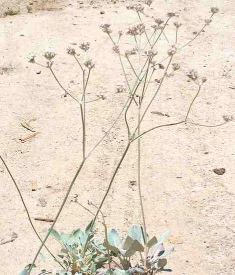 Eriogonum latifolium, Coast Buckwheat in flower. - grid24_12