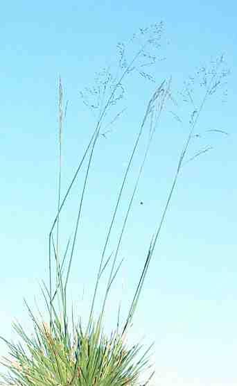 Deschampsia caespitosa,  Tufted Hairgrass with seed heads - grid24_12