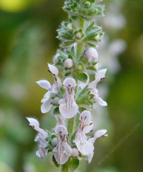 Stachys ajugoides rigida, Bugle Hedgenettle has flowers the native bees and hummingbirds like - grid24_12