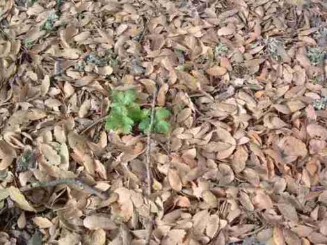 Healthy litter under a Blue Oak, Quercus Douglasii. It took decades to get this litter layer weed free and allow it to build up. The soil became light and soft. - grid24_12
