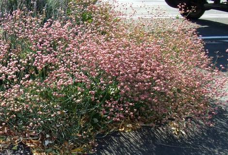 Rosy or Red Buckwheat, Eriogonum grande rubescens, used on the edge of a parking lot in San Luis Obispo. - grid24_12