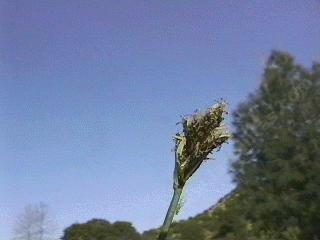 Carex senta. Swamp Carex, Swamp Sedge - grid24_12