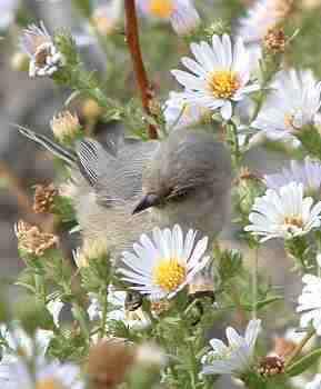 One of our little Bushtits looking for aphids on a California Aster. - grid24_12