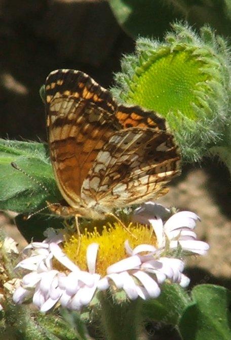 A side view of Mylitta Crescent butterfly on a Seaside Daisy. - grid24_12