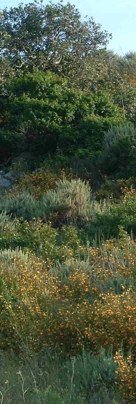 Coastal sage Scrub south of San Luis Obispo with Sticky Monkey flower, California Sage Brush, Coast Live Oak, and Poison Oak. - grid24_12