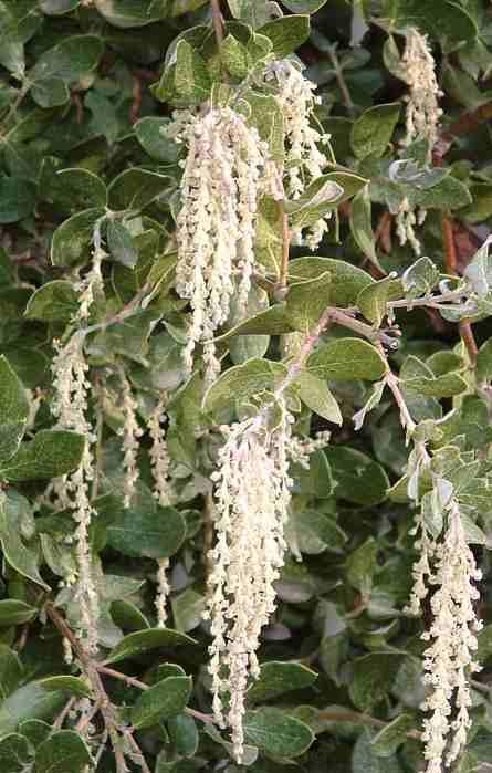 Garrya veatchii,  Silk Tassel Bush with male flowers, catkins are about 6 inches long. - grid24_12