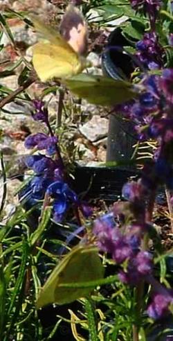 Trichostema lanatum,  Woolly Blue Curls with three California Dog-face Butterflies, Zerene eurydice - grid24_12