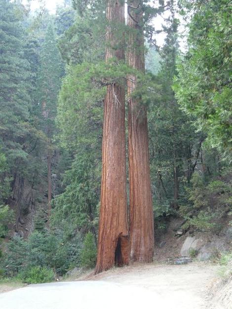 Sequoiadendron giganteum Giant Sequoia - grid24_12