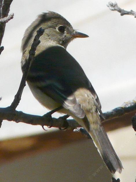 Hammonds flycatcher, Hammonda, Empidonax hammondii visited us for about 10 days. - grid24_12
