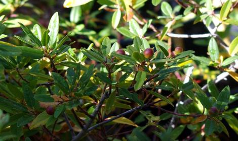 Rhamnus california, Mound San Bruno coffeeberry - grid24_12